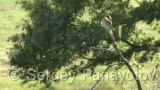 Video of European Bee-eater - European Bee-eater in nest period in Bulgaria